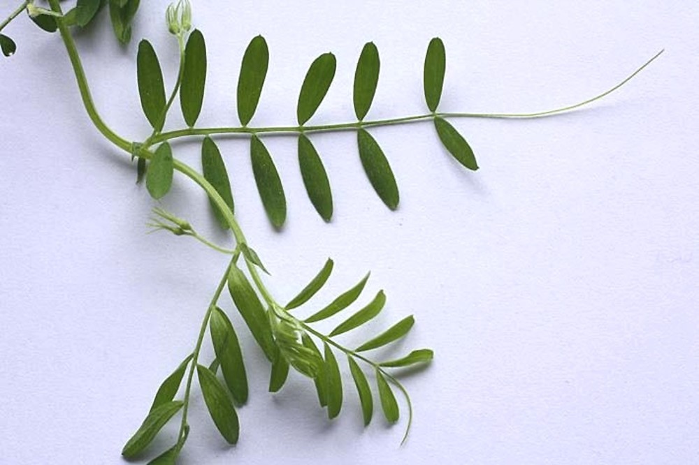 معرفی گیاهان - عدس